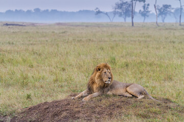 Lion resting  in Masai Mara Conservancy, kenya