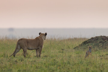 Naklejka na ściany i meble Lioness standing next to a blacked-Backed jackal in Masai Mara