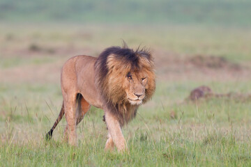 Fototapeta na wymiar lion walking in Masai Mara
