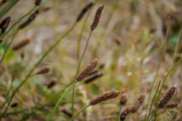 Carex limosa is a plant with red head and a long stem known also as shore sedge.