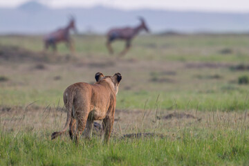 Fototapeta na wymiar lioness walking in Masai Mara