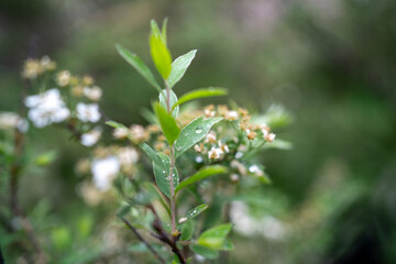 tree branch with drops of water in the rain