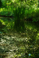 Fototapeta na wymiar Nature scenery in Vincennes forest of Paris, France. Calm stream with beautiful reflection of blossoming tree and iris leaves. Selective focus on bloom reflection. Natural beauty, environment concepts