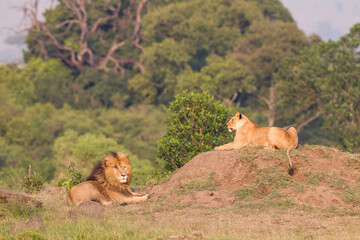 Lioness and lion resting on the flour