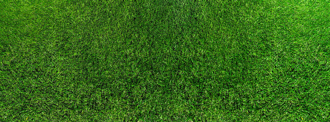 wide directly above shot of fresh green grass or lawn, lush grass background