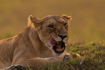 Fototapeta na wymiar lioness grooming in Masai Mara