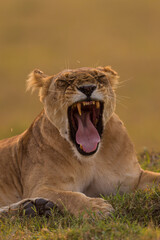 lioness yawning in Masai Mara