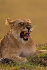 lioness yawning in Masai Mara
