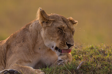 lioness grooming in Masai Mara
