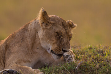 lioness grooming in Masai Mara
