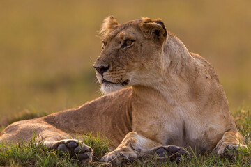 Lioness resting on the flour