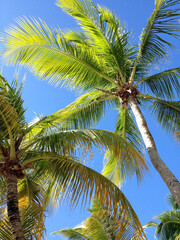 Obraz premium Palm trees in US Virgin Islands