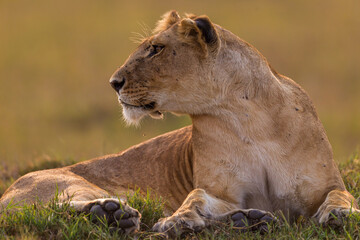 Lioness resting on the flour