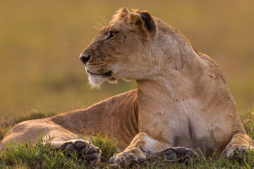 Lioness resting on the flour