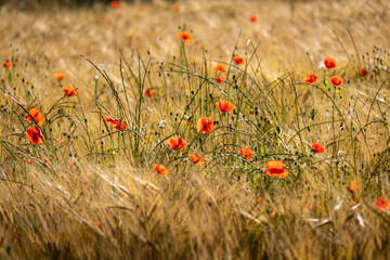 Coquelicots