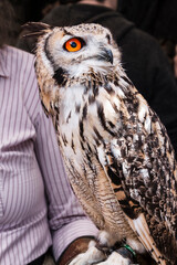 great horned owl in Edinburgh