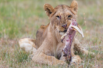 Young lion eating on  a skull in Masai Mara