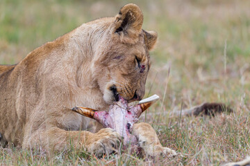 Young lion eating on  a skull in Masai Mara