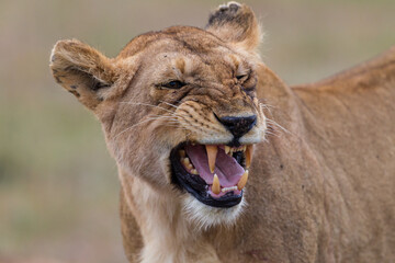 Obraz na płótnie Canvas lioness grooming in Masai Mara