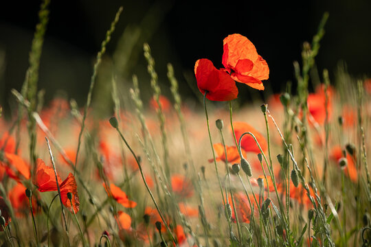 Coquelicots