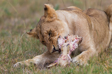 Young lion eating on  a skull in Masai Mara