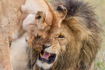 lion and lioness socializing in Masai Mara