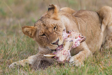Young lion eating on  a skull in Masai Mara