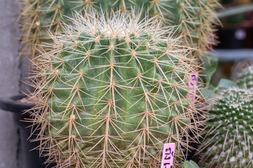 Close up Echinocactus grusonii v alba on pot.Cactus in a garden.