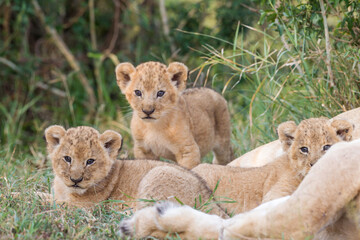 Fototapeta na wymiar Lion cubs near their mother