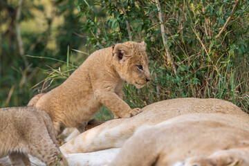Lion cubs near their mother