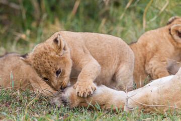 Lion cubs near their mother