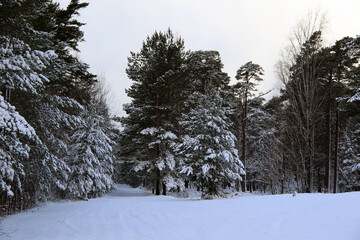 snowy trees and empty road