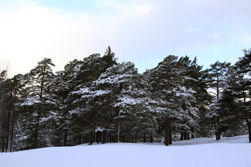 snowy trees and empty road