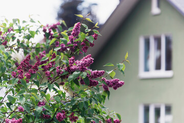 flowers in the garden on green house background