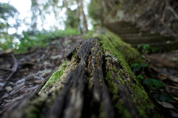 Wood