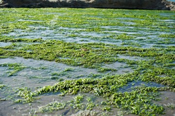 The surface of the moss near the sea.