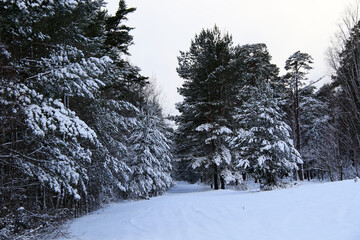 snowy trees and empty road