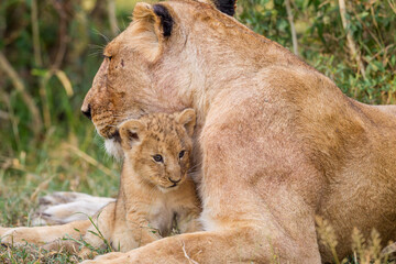 Lion cubs near their mother