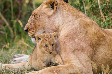 Obraz na płótnie Canvas Lion cubs near their mother