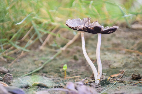 Beautiful closeup of forest mushrooms. Gathering mushrooms. Mushrooms photo, forest picture, forest flora nature background