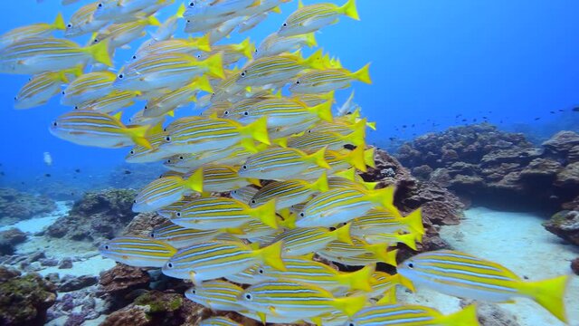 yellow snappers  swimming