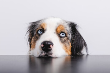 Fototapeta premium Australian Shepherd