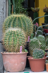 Close up Echinocactus grusonii v alba on pot.Cactus in a garden.