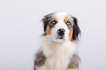 Australian Shepherd