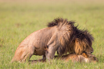 Fototapeta premium Lion and lioness mating in Masai Mara