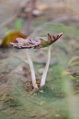 Beautiful closeup of forest mushrooms. Gathering mushrooms. Mushrooms photo, forest picture, forest flora nature background