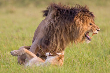 Lion and lioness mating in Masai Mara