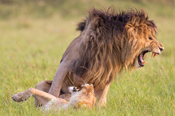 Naklejka na ściany i meble Lion and lioness mating in Masai Mara