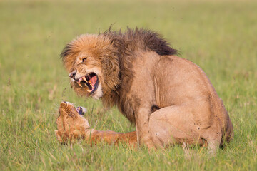 Fototapeta premium Lion and lioness mating in Masai Mara