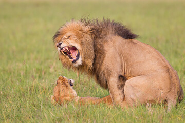 Fototapeta na wymiar Lion and lioness mating in Masai Mara